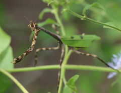 Pseudovates chlorophaea