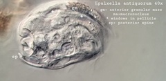 Epalxella antiquorum