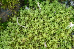 Tortella