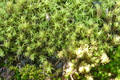 Tortella