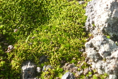 Tortella