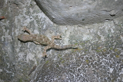 Gekko hokouensis