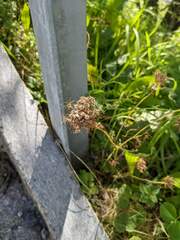 Daucus carota