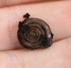 Helicodonta obvoluta