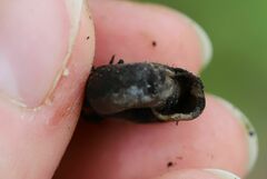 Helicodonta obvoluta