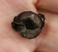 Helicodonta obvoluta