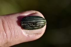 Carabus melancholicus