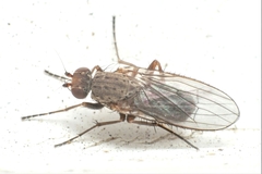Pseudoleria