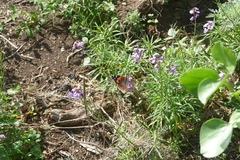 Vanessa vulcania