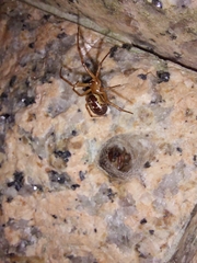 Steatoda nobilis
