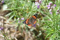 Vanessa vulcania