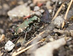 Cicindela sylvicola
