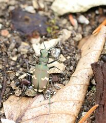 Cicindela sylvicola