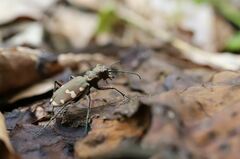 Cicindela sylvicola