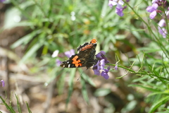 Vanessa vulcania