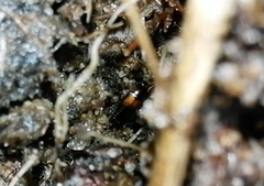 Tachyporus hypnorum