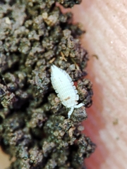 Platyarthrus codinai