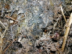 Tachyporus hypnorum
