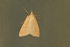 Udea lutealis