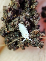 Platyarthrus codinai