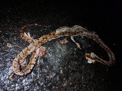 Protobothrops mucrosquamatus