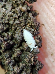 Platyarthrus codinai