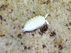 Platyarthrus codinai