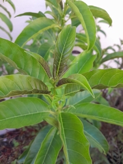 Cestrum laevigatum