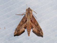 Eupanacra regularis