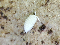 Platyarthrus codinai