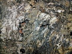 Formica rufa