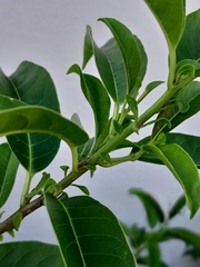 Cestrum laevigatum