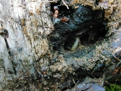 Formica rufa