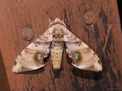 Daphnusa ocellaris