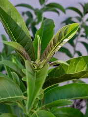 Cestrum laevigatum
