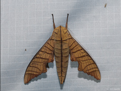 Marumba tigrina