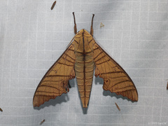 Marumba tigrina