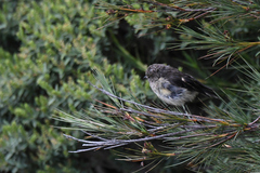 Petroica macrocephala