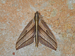 Elibia dolichus