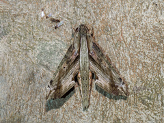 Eupanacra regularis