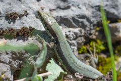 Iberolacerta monticola