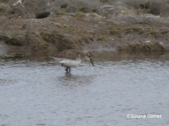 Calidris fuscicollis