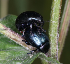 Chrysolina haemoptera