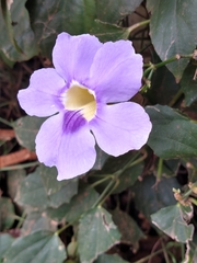 Thunbergia grandiflora