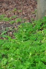 Anthriscus sylvestris