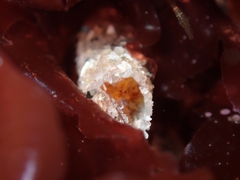 Eudistylia polymorpha