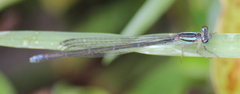 Pseudagrion kersteni