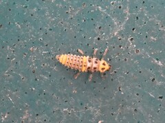 Coccinellinae