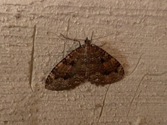 Triphosa dubitata