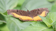 Eurytela dryope